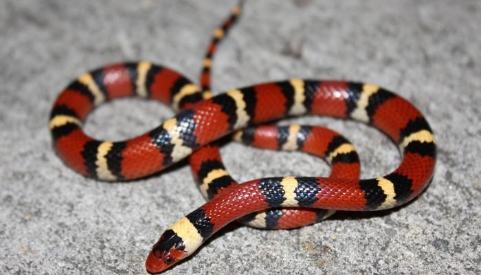 Types of King Snakes of Texas