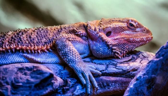 Blue Bearded Dragon Reptiles