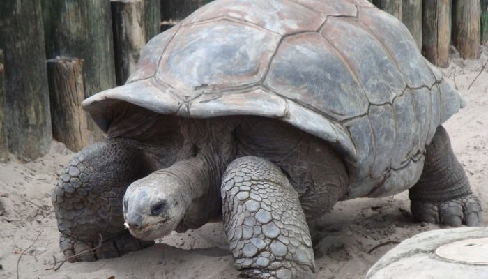 Tortoise Lifespan