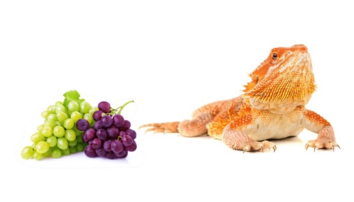 Can Bearded Dragons Eat Grapes