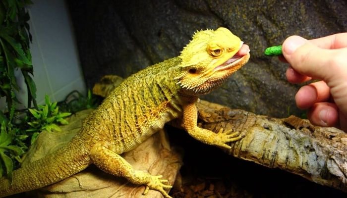 Can Bearded Dragons Eat Asparagus