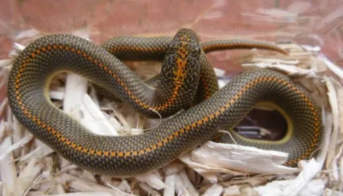 Can an African House Snake Bite