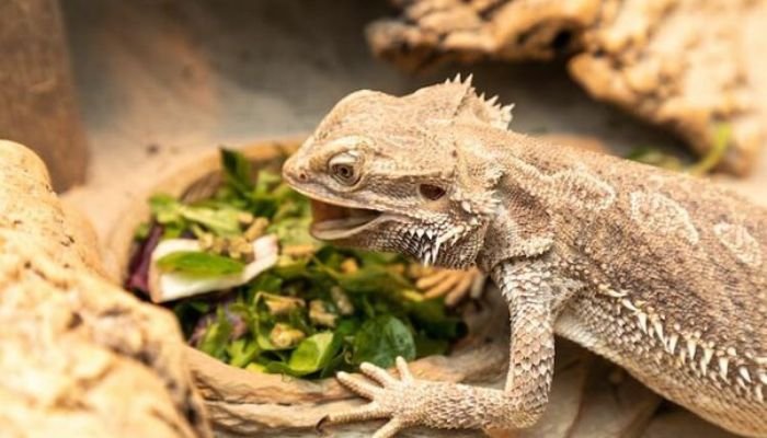 Can Bearded Dragons Eat Asparagus