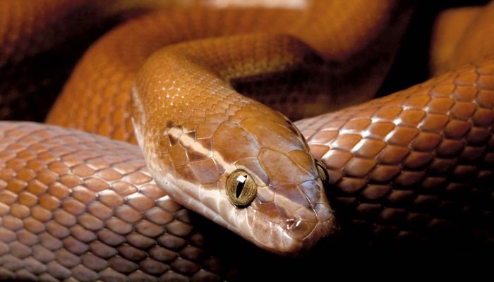 Can an African House Snake Bite