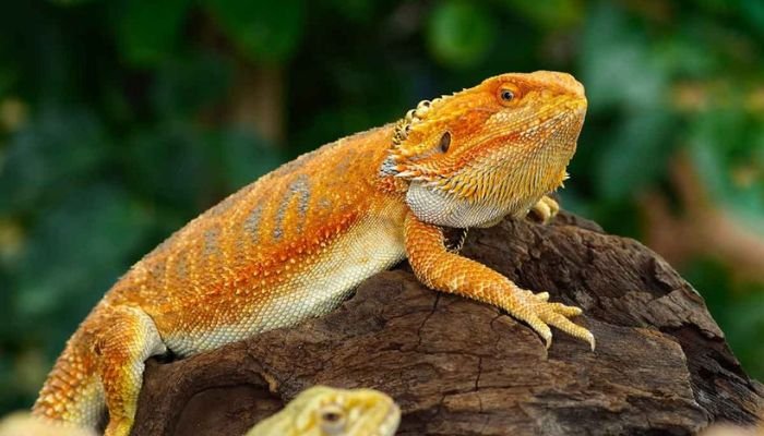 Can Bearded Dragons Eat Mango