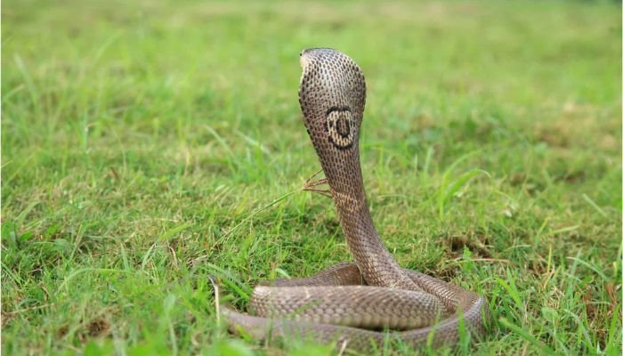 Monocled Cobra Morphs