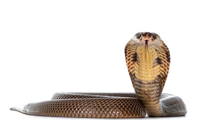 Monocled Cobra Morphs