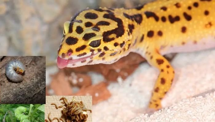 can leopard geckos eat hornworms