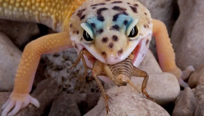 can leopard geckos eat hornworms