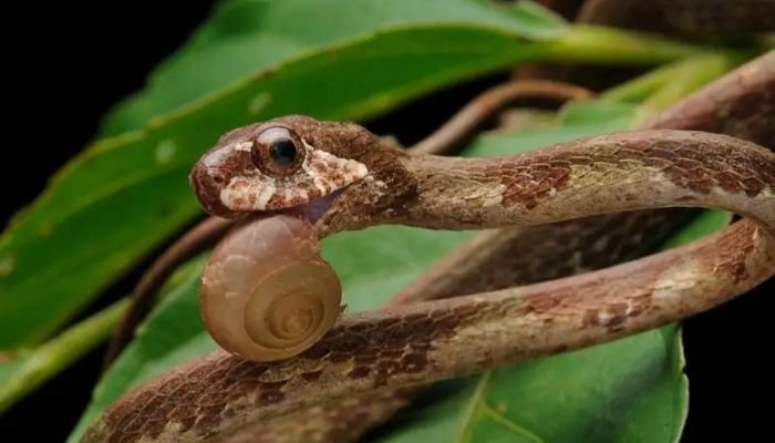 Blunt Headed Tree Snake Care Guide