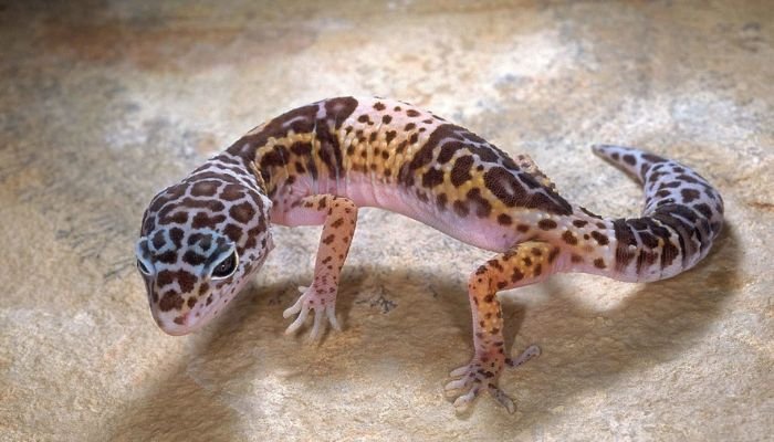 Leopard Gecko Lifespan