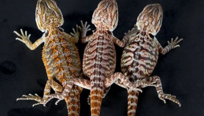 Species of Bearded Dragons