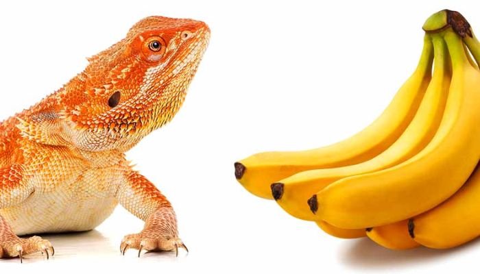 Can Bearded Dragons Eat Bananas