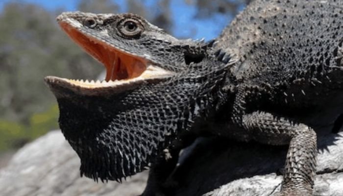 Black Bearded Dragon