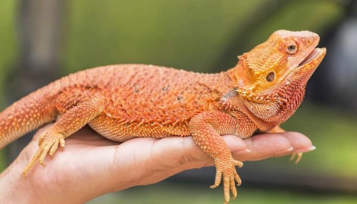 Species of Bearded Dragons