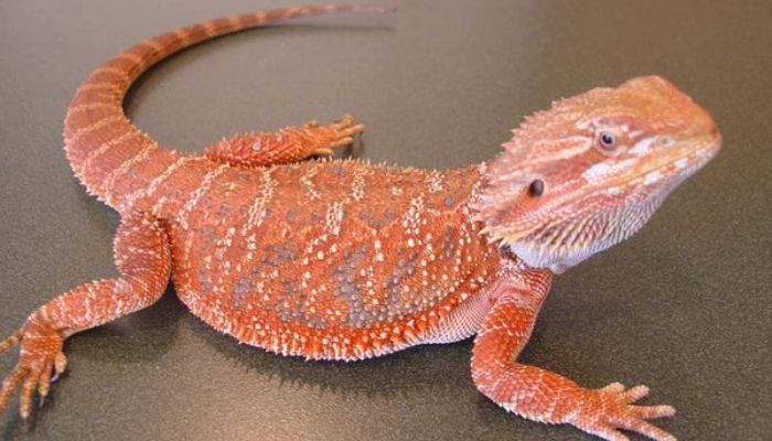 Red Bearded Dragon