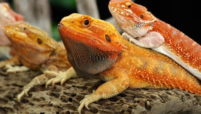 Red Bearded Dragon