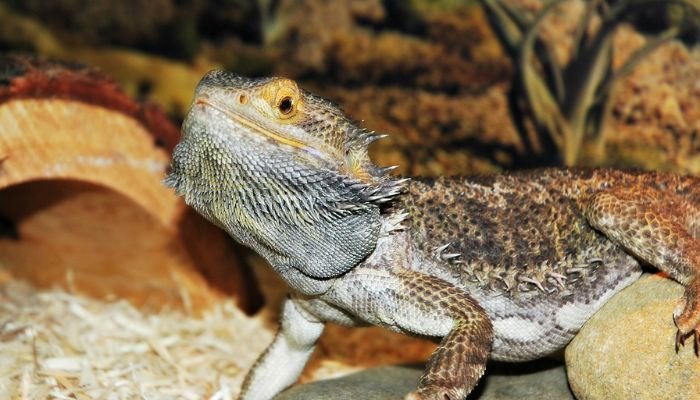 Bearded Dragon Mites