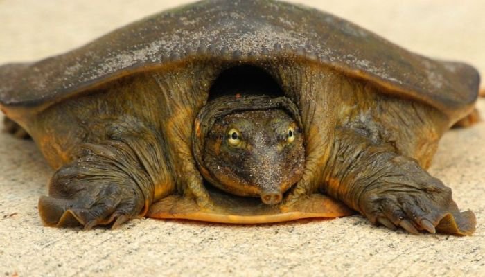 Can Turtles Live Without Shells