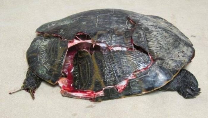 Can Turtles Live Without Shells