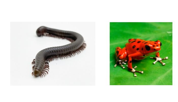 Can I Keep Millipedes With Dart Frogs