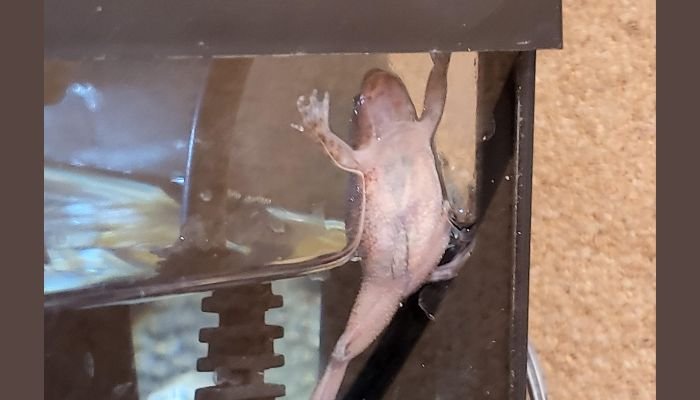 Can African Dwarf Frogs Jump Out of Their Tank