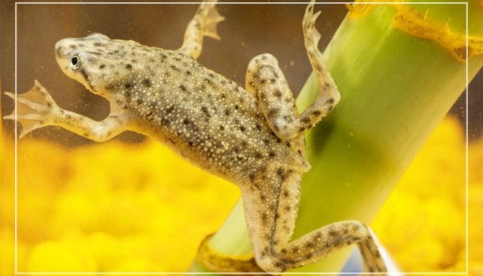 Can African Dwarf Frogs Jump Out of Their Tank