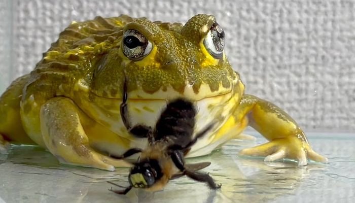 Do Frogs Eat Bees