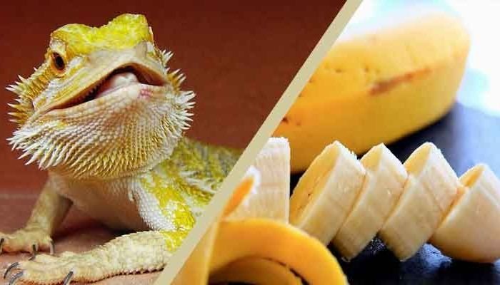 Can Bearded Dragons Eat Bananas