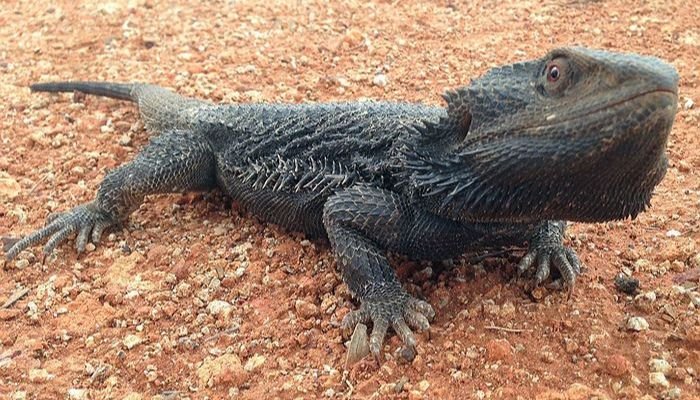 Black Bearded Dragon