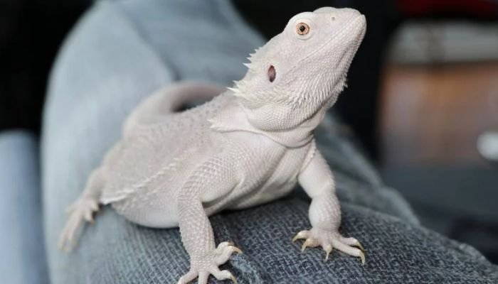 Zero Bearded Dragon Health Issues