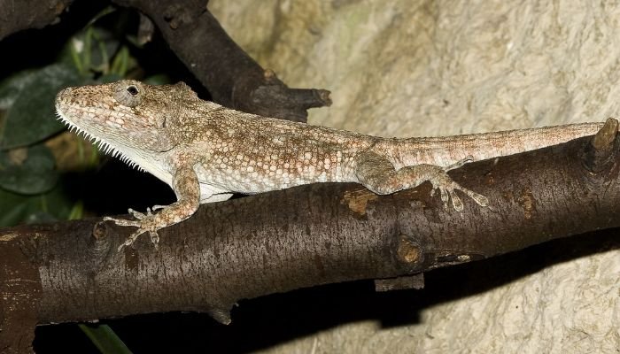 Cuban False Chameleon