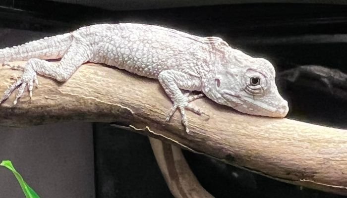 Cuban False Chameleon