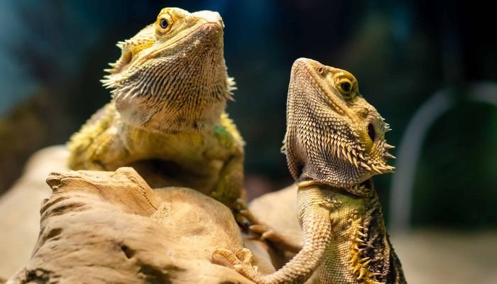 bearded dragon lifespan