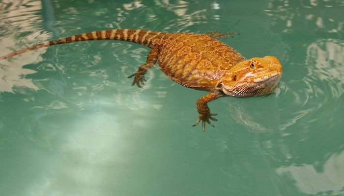 Can Bearded Dragons Swim