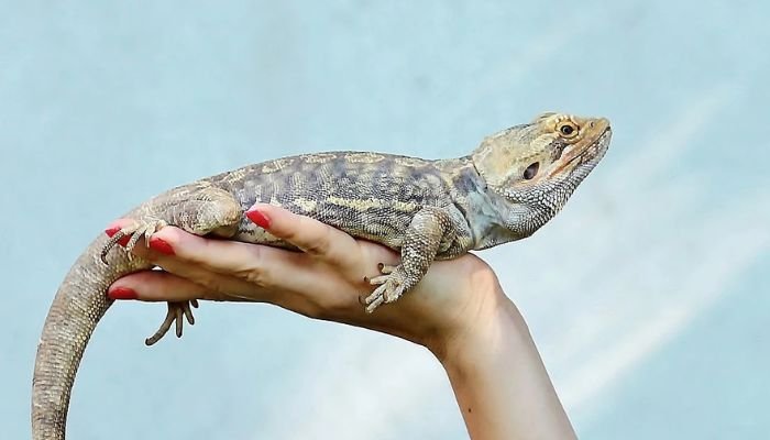  bearded dragon lifespan 