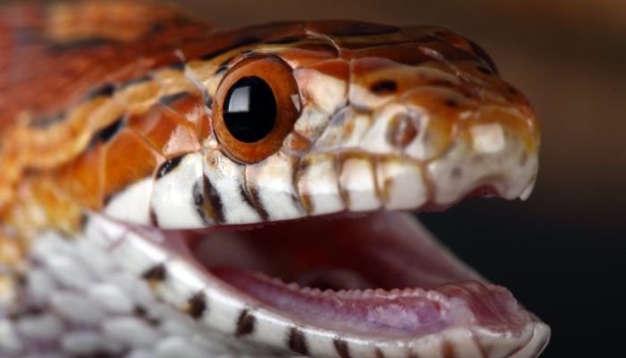 Do Corn Snakes Bite