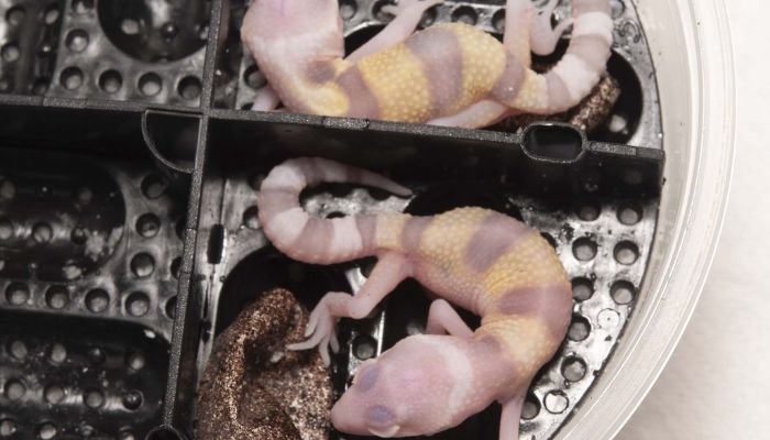 Blizzard Leopard Gecko Hatchling