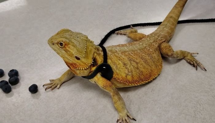 full grown bearded dragon