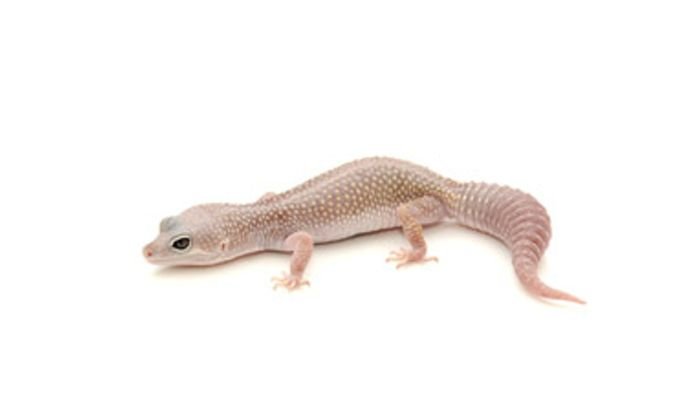 Blizzard Leopard Gecko Hatchling