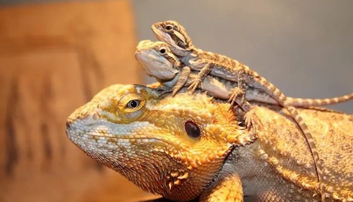 full grown bearded dragon