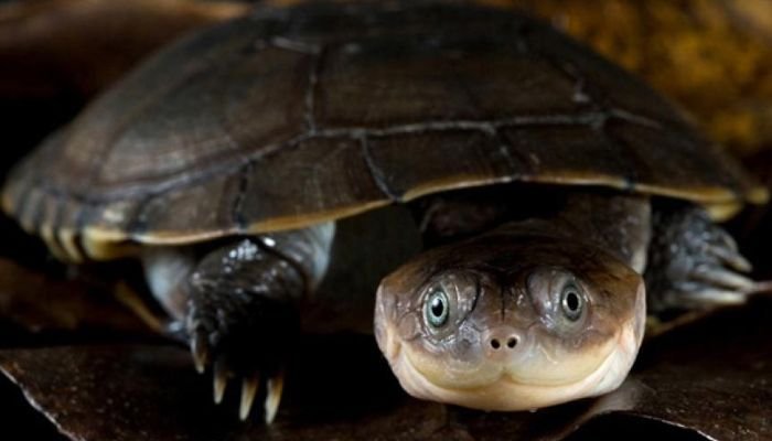 African Sideneck Turtle Care