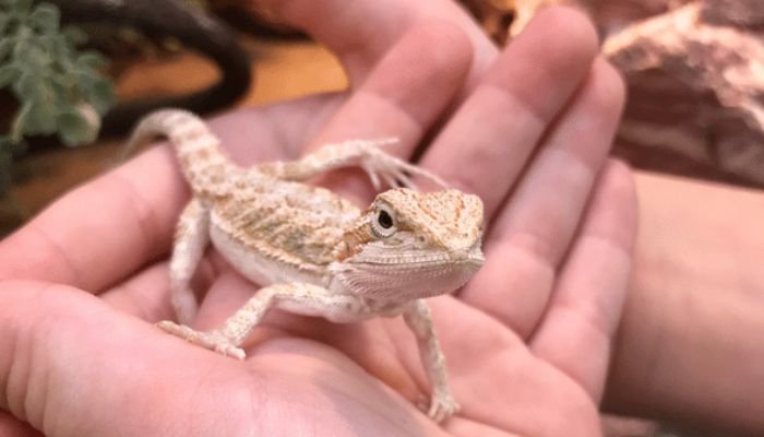 Baby Bearded Dragons