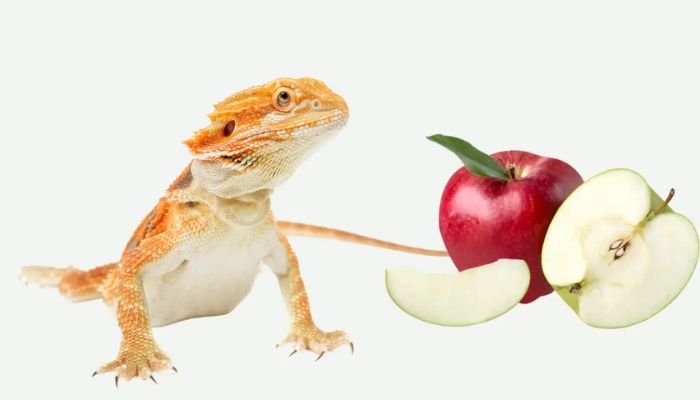 Can Bearded Dragons Eat Apples