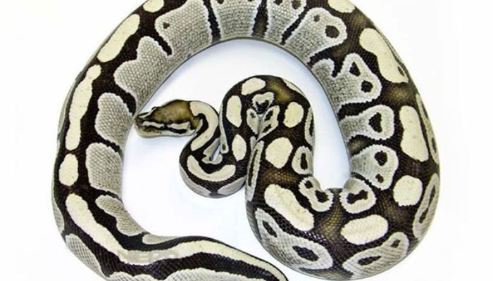 Desert Ghost Ball Python Care