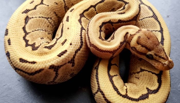 Desert Ghost Ball Python Care