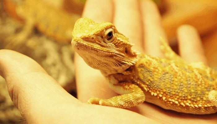 How Long Can a Bearded Dragon Go Without Heat