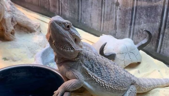 How Long Can a Bearded Dragon Go Without Heat