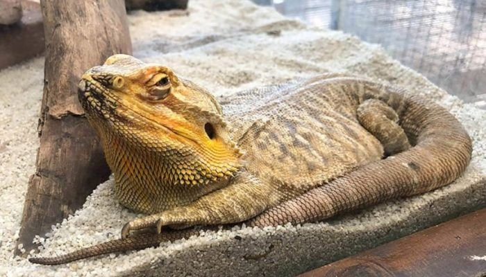 why is my bearded dragon digging