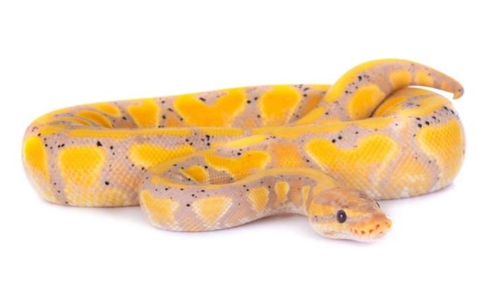 Banana Ball Python Lifespan